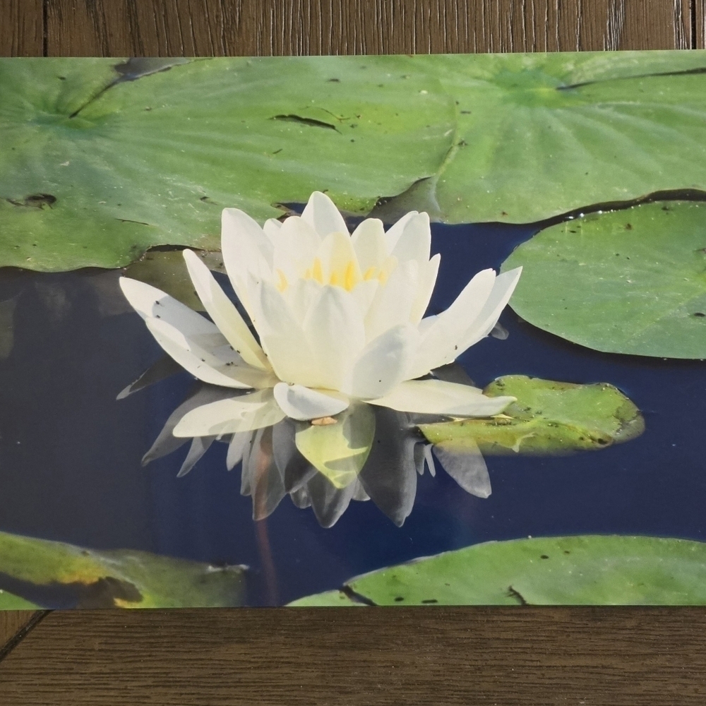 Bronx Zoo Lily Pad Picture - Brand New